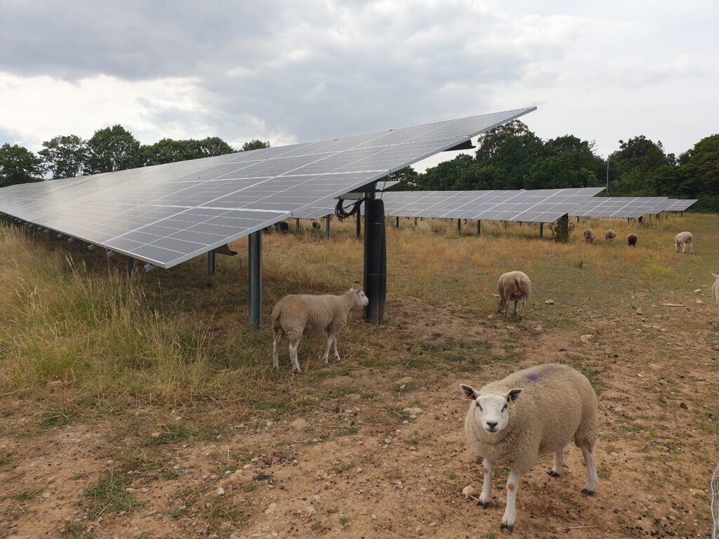 A photo of solar panels in a field with sheep walking around and underneath them.