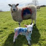 Two sheep, one with a rainbow sprayed on the side and one with the word NHS