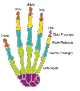 Illustration of the bones in the hand